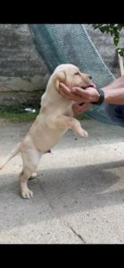 Labrador Retriver VRHUNSKI štenci Slika 6 Labrador Retriver VRHUNSKI štenci Slika 6