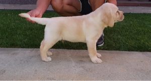 Top leglo labrador retrivera Slika 6