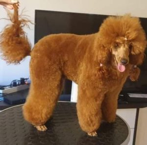 Patuljasta Pudla Slika 8 Patuljasta Pudla Slika 8
