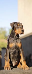 Doberman štenci Slika 4 Doberman štenci Slika 4