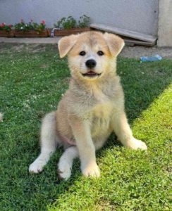 Akita Inu, preslatki štenci Slika 6 Akita Inu, preslatki štenci Slika 6