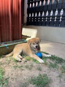 Akita Inu, preslatki štenci Slika 8 Akita Inu, preslatki štenci Slika 8