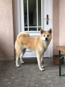 Akita Inu, preslatki štenci Slika 10 Akita Inu, preslatki štenci Slika 10