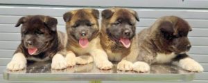 Americka Akita, stenci Slika 3 Americka Akita, stenci Slika 3
