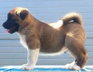 Americka Akita, stenci Slika 4 Americka Akita, stenci Slika 4