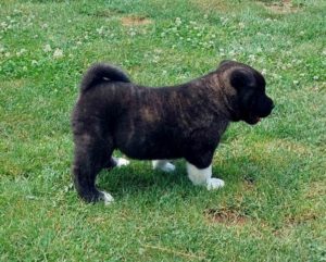 Americka Akita, stenci Slika 7 Americka Akita, stenci Slika 7