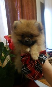 Pomeranac BOO štenci Slika 5 Pomeranac BOO štenci Slika 5