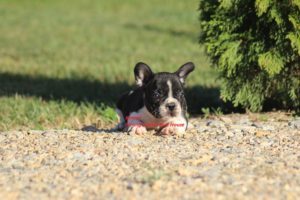 Francuski Buldog Slika 2 Francuski Buldog Slika 2