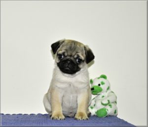 Mops štenci Slika 9 Mops štenci Slika 9