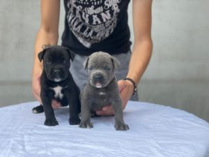Kane Korso TOP štenci Slika 3 Kane Korso TOP štenci Slika 3