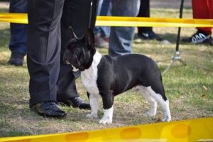 Francuski buldog, spreman za parenje Slika 1 Francuski buldog, spreman za parenje Slika 1