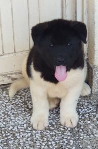 AMERICKA AKITA ŠTENCI Slika 2 AMERICKA AKITA ŠTENCI Slika 2