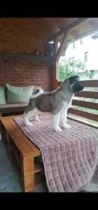 Americka akita Slika 2 Americka akita Slika 2