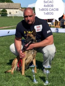 Belgijski ovčar malinoa Slika 5 Belgijski ovčar malinoa Slika 5