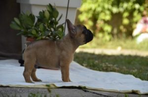 Francuski Buldog Slika 7 Francuski Buldog Slika 7