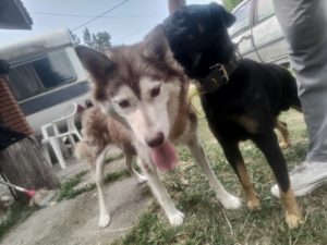 ŽENKA HASKIJA ZA UDOMLJAVANJE Slika 3 ŽENKA HASKIJA ZA UDOMLJAVANJE Slika 3