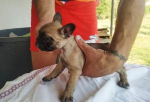 Francuski buldog, štenci Slika 10 Francuski buldog, štenci Slika 10
