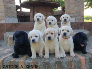 Labrador Retriver štenci Slika 8 Labrador Retriver štenci Slika 8