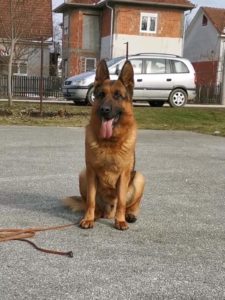 Nemački Ovčar Slika 4 Nemački Ovčar Slika 4