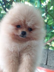 Pomeranac Boo medvedići Slika 3 Pomeranac Boo medvedići Slika 3
