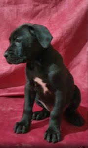 Cane corso zenski stenci Slika 1 Cane corso zenski stenci Slika 1