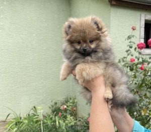 Pomeranac Slika 1 Pomeranac Slika 1