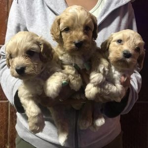 Pudla-Maltipoo Slika 1 Pudla-Maltipoo Slika 1