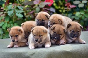 Shiba Inu Slika 2 Shiba Inu Slika 2