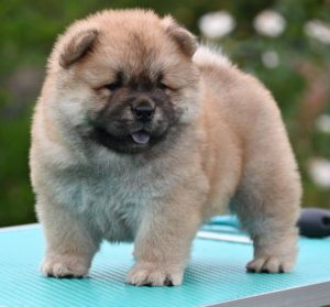 Chow Chow Čau čau štenci Slika 2 Chow Chow Čau čau štenci Slika 2