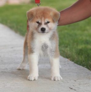 Akita Inu Slika 8 Akita Inu Slika 8