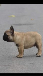 Francuski Buldog Slika 3
