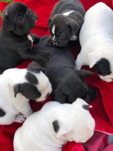 Francuski Buldog Slika 2 Francuski Buldog Slika 2