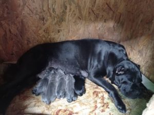 Kane Korso štenci Slika 4 Kane Korso štenci Slika 4