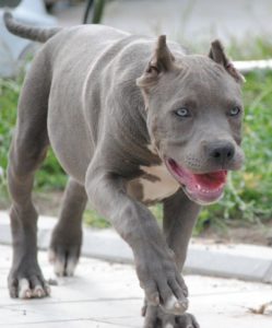 American bully xxl Slika 4 American bully xxl Slika 4