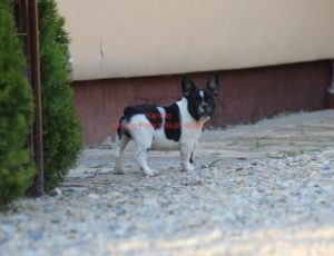 Francuski Buldog Slika 2 Francuski Buldog Slika 2