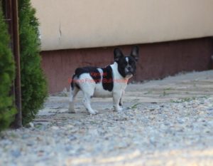 Francuski Buldog Slika 3 Francuski Buldog Slika 3