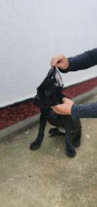 Cane Corso ženka Slika 1 Cane Corso ženka Slika 1