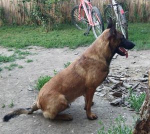 Belgijski ovčar – Malinoa, štenci Slika 5 Belgijski ovčar – Malinoa, štenci Slika 5