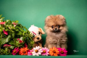 Pomeranac štenci Slika 6 Pomeranac štenci Slika 6