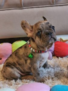 Francuski Buldog Slika 5 Francuski Buldog Slika 5