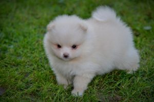 Pomeranac prelepi štenci Slika 4 Pomeranac prelepi štenci Slika 4