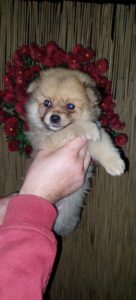 Pomeranski špic štenci Slika 2 Pomeranski špic štenci Slika 2