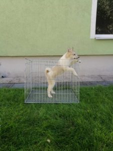 Stenci Zapadno Sibirske Lajke Slika 3 Stenci Zapadno Sibirske Lajke Slika 3