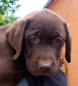 Čokoladni Labrador štenci Slika 4 Čokoladni Labrador štenci Slika 4