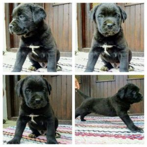 Cane Corso štenci Slika 2 Cane Corso štenci Slika 2