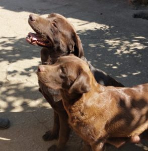 Čokoladni Labrador štenci Slika 9 Čokoladni Labrador štenci Slika 9