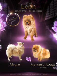 Pomeranac štene Slika 1 Pomeranac štene Slika 1