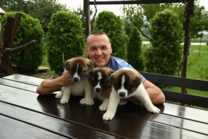 Američka Akita, žensko štene Slika 6 Američka Akita, žensko štene Slika 6