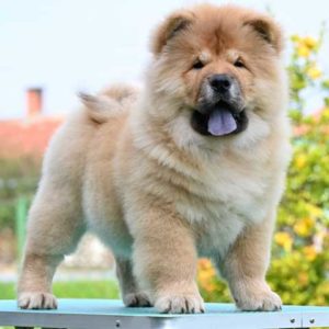 Chow Cau Cau Slika 3 Chow Cau Cau Slika 3