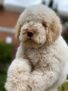 Lagotto Romagnolo, ženski štenci Slika 10 Lagotto Romagnolo, ženski štenci Slika 10